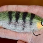 Hand holding a striped perch fly with a color combination of white, black, and olive.