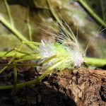 The 'Wild Thing' fly showcases a unique color combination of white and green in its pattern.